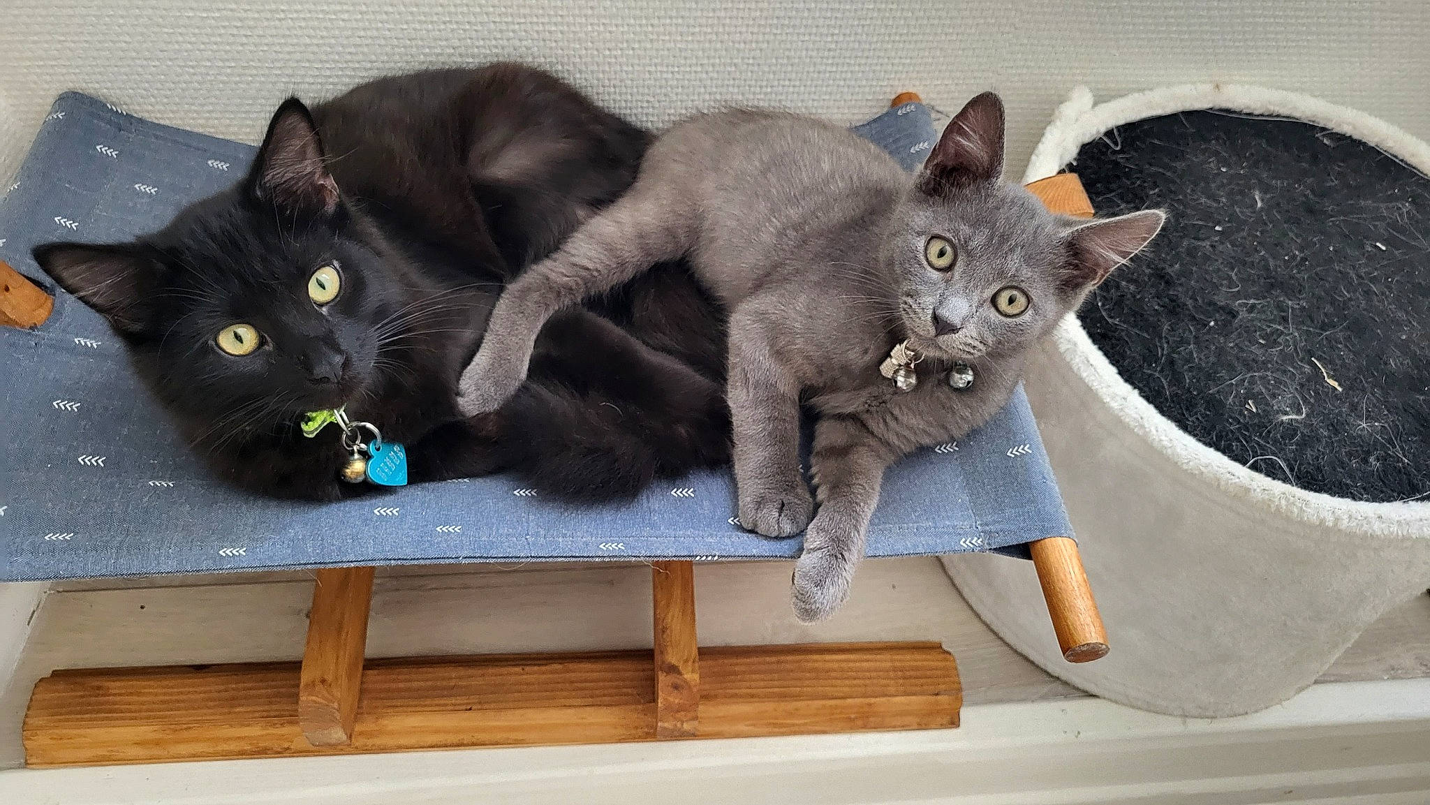 Pinocchio a rejoint le concours — aidez-le/la à gagner de superbes lots ! black_cat, bombay, carnivore, cat, cat_supply, comfort, domestic_short_haired_cat, felidae, fur, grey, paw, photo_caption, rectangle, russian_blue, small_to_medium_sized_cats, snout, tail, whiskers, window, wood