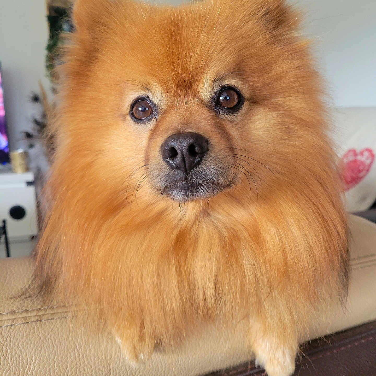 Mylene Maillard participe au concours pour gagner de l'argent avec cette photo : animal, canine, chow, cockerspaniel, couch, cushion, dog, eskimodog, furniture, homedecor, indoors, interiordesign, papillon, pet, puppy, snout