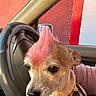 Chimeco is registered to the contest to win money with this photo: dog, pet, pink_hair, mohawk, bandana, car, steering_wheel, window, red_wall, white_wall, animal, close_up, indoor, seat, leash, cute, small_dog, fur, portrait, owner