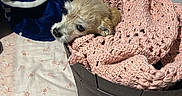 Chimeco joined the competition — help win amazing prizes! dog, basket, blanket, bed, bedroom, brown, pink, knitted_blanket, resting, small_dog, fur, indoor, cozy, textile, fabric, sleepy, cute, pet, animal, domestic