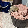 animal, basket, bed, bedroom, blanket, brown, cozy, cute, dog, domestic, fabric, fur, indoor, knitted_blanket, pet, pink, resting, sleepy, small_dog, textile