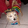 Chimeco is registered to the contest to win money with this photo: dog, small_dog, costume, sombrero, rainbow_poncho, tile_floor, person, red_dress, polka_dots, watch, smartwatch, indoor, pet, animal, cute, standing, fur, mammal, companion, confused