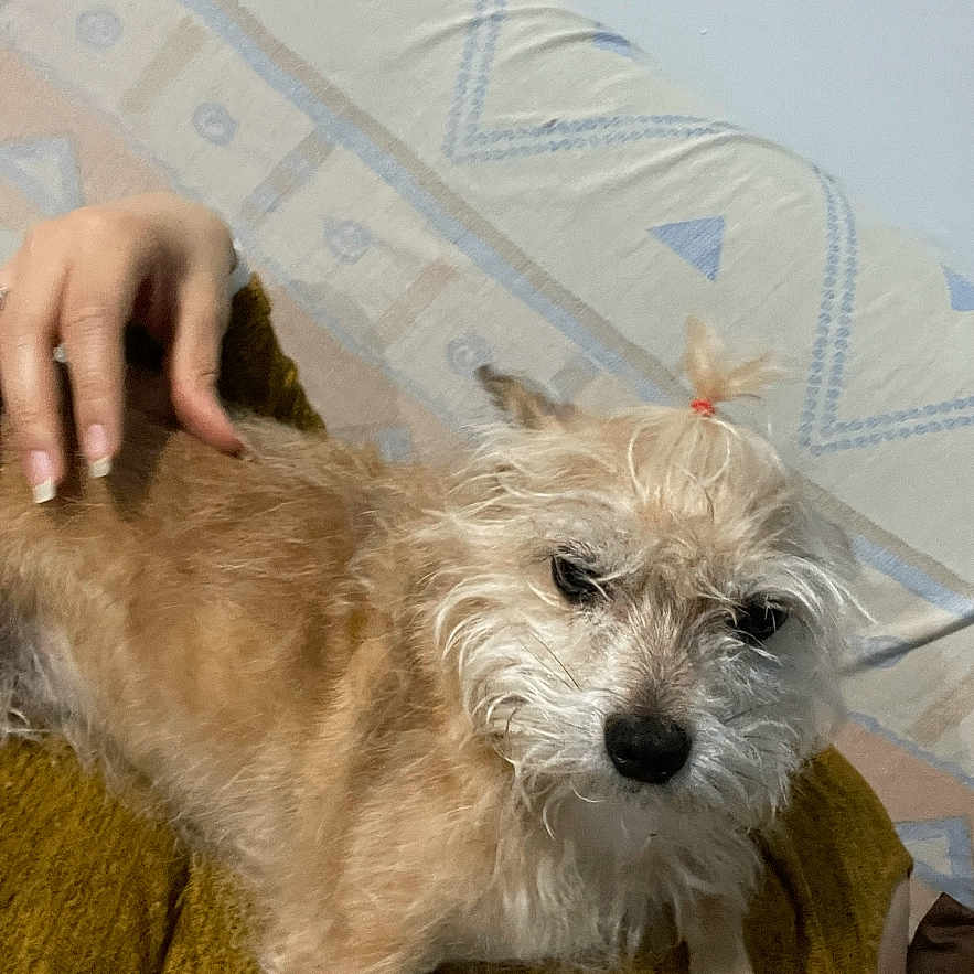 Chimeco