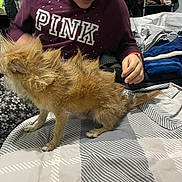 Chimeco is registered to the contest to win money with this photo: dog, bed, blanket, person, sweatshirt, paw, fur, indoor, pattern, striped, floral, hand, clothing, casual, pet, animal, furniture, bedroom, resting, messy
