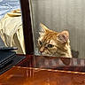 Nahala is registered to the contest to win money with this photo: cat, orange_cat, tabby_cat, table, wooden_table, indoor, furniture, bed, blanket, curious, pet, animal, face, ears, whiskers, reflection, room, wall, home, domestic
