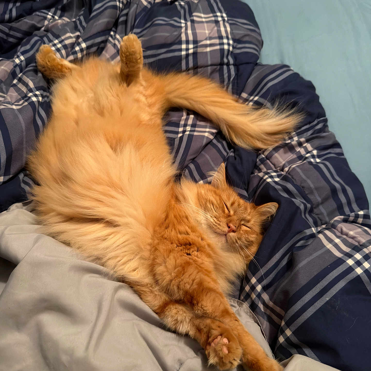 Nahala joined the competition — help win amazing prizes! cat, orange_cat, fluffy, sleeping, bed, blanket, blue_blanket, gray_blanket, cozy, relaxed, indoor, pet, feline, cute, resting, fur, tabby, paw, tail, comfort
