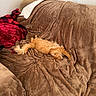 Nahala joined the competition — help win amazing prizes! cat, orange_cat, fluffy, stretching, relaxed, couch, blanket, brown, red_plaid, soft_texture, indoor, pet, feline, resting, cozy, fur, living_room, comfortable, animal, domestic