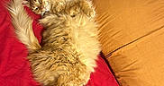 Nahala is registered to the contest to win money with this photo: cat, orange_cat, fluffy_fur, bed, red_bedspread, yellow_pillow, purple_shirt, indoor, relaxed, pet, feline, sleeping, cozy, resting, fur, whiskers, paw, tail, domestic_animal, cute