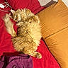 cat, orange_cat, fluffy_fur, bed, red_bedspread, yellow_pillow, purple_shirt, indoor, relaxed, pet, feline, sleeping, cozy, resting, fur, whiskers, paw, tail, domestic_animal, cute