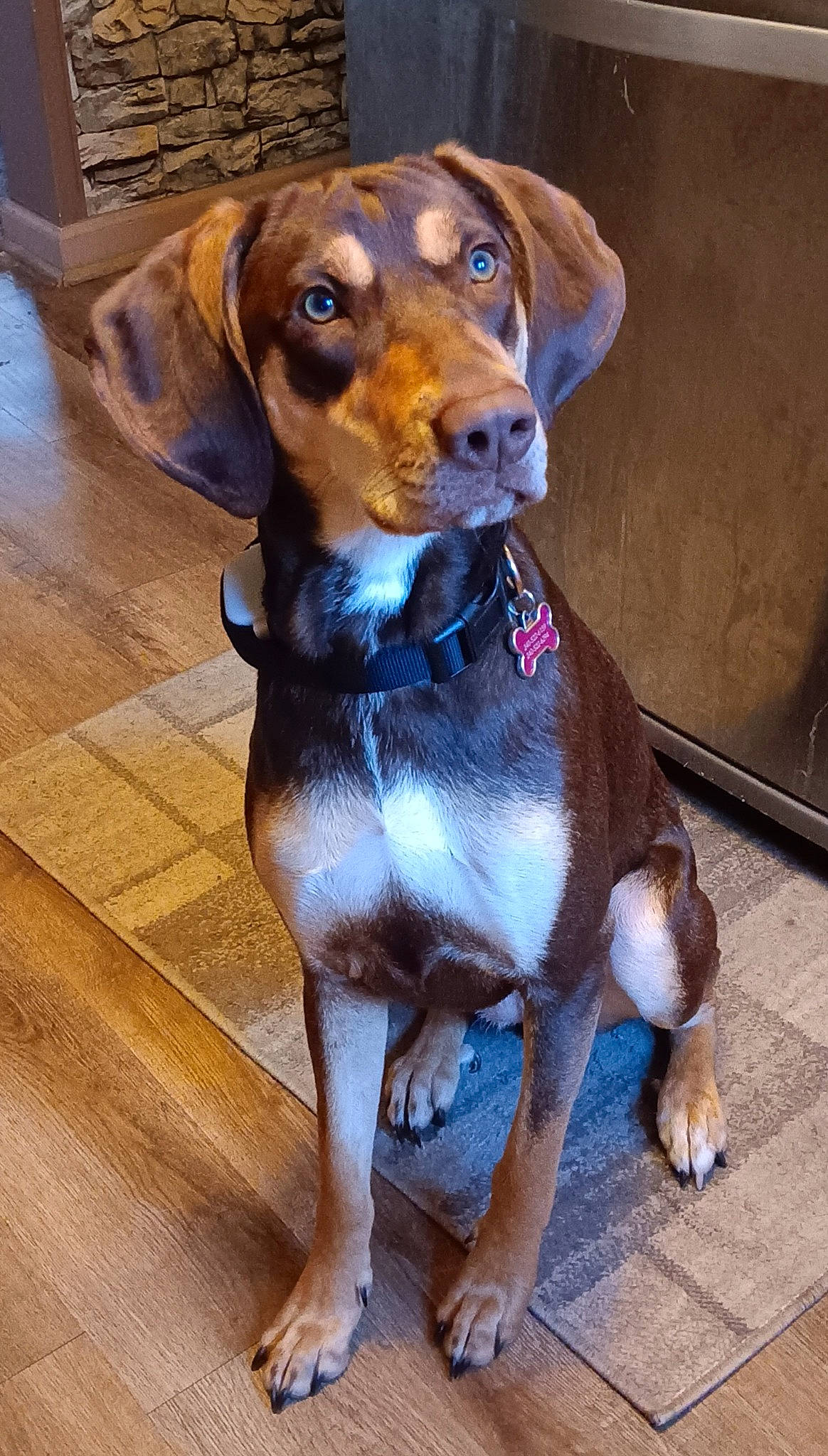 Beasty is registered to the contest to win money with this photo: carnivore, collar, companion_dog, dog, dog_breed, fawn, flooring, hardwood, hound, hubcap, liver, pet_supply, plank, snout, sporting_group, varnish, whiskers, wood, wood_flooring, working_animal