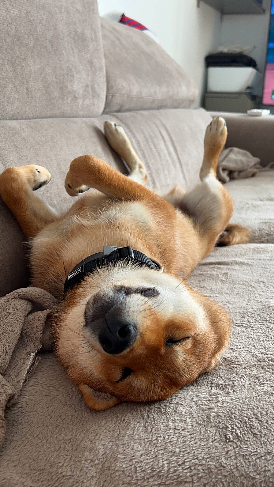 Naruto a rejoint le concours — aidez-le/la à gagner de superbes lots ! canidae, carnivore, comfort, companion_dog, computer_monitor, couch, dog, dog_breed, fawn, fur, living_room, nap, natural_material, paw, sporting_group, television, terrestrial_animal, wood, working_animal