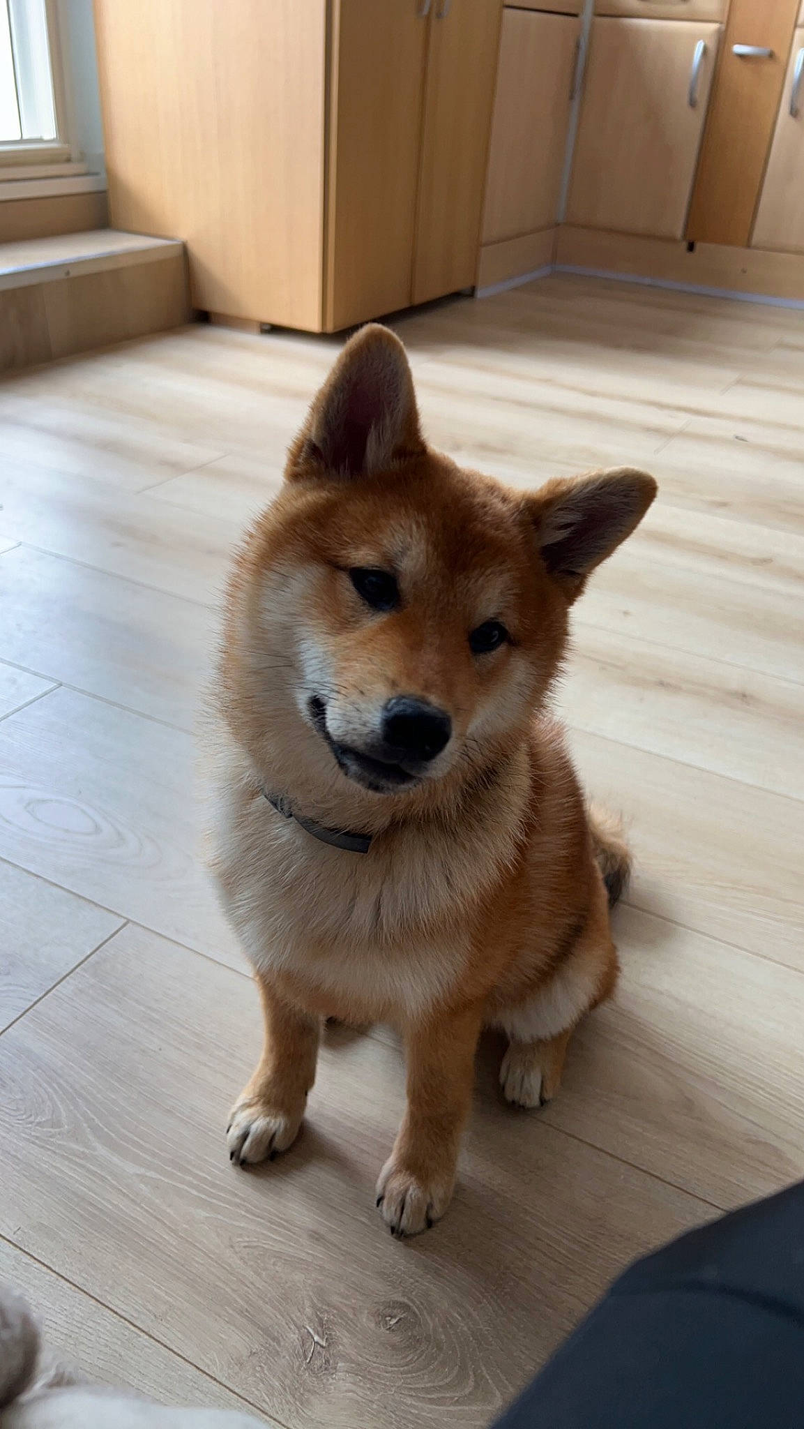 Naruto participe au concours pour gagner de l'argent avec cette photo : ancient_dog_breeds, box, cabinetry, canis, carnivore, collar, companion_dog, cupboard, dog, dog_breed, door, fawn, flooring, fur, hardwood, shipping_box, spitz, tail, wood, working_animal