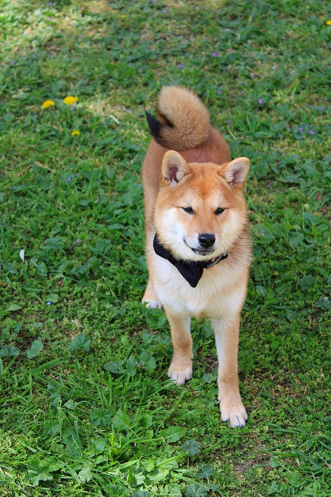 Naruto a rejoint le concours — aidez-le/la à gagner de superbes lots ! canidae, carnivore, companion_dog, dingo, dog, dog_breed, fawn, german_spitz_mittel, grass, groundcover, non_sporting_group, plant, snout, spitz, sporting_group, tail, waste_container, wildlife, working_animal, working_dog