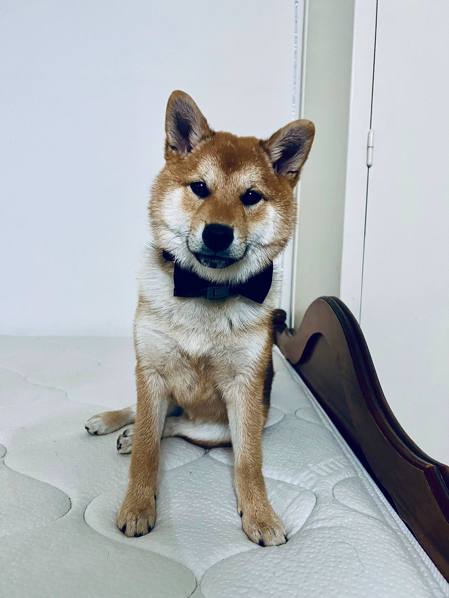 Naruto participe au concours pour gagner de l'argent avec cette photo : ancient_dog_breeds, canidae, carnivore, collar, companion_dog, dog, dog_breed, fawn, fur, snout, tail, terrestrial_animal, wildlife