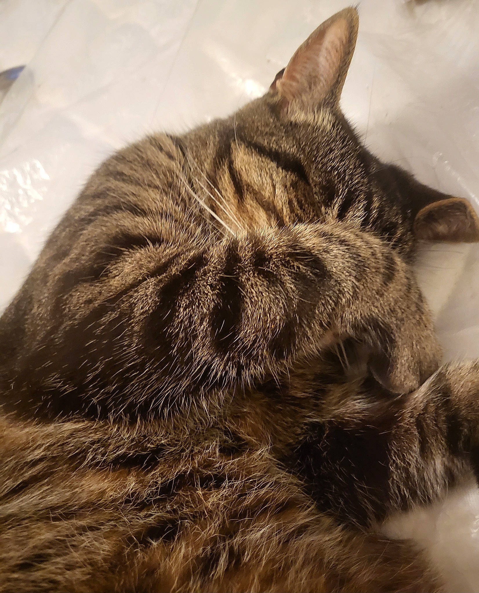 Peanut is registered to the contest to win money with this photo: carnivore, cat, claw, comfort, domestic_short_haired_cat, eye, felidae, fur, grey, human_leg, monochrome, monochrome_photography, paw, sky, small_to_medium_sized_cats, snout, tail, terrestrial_animal, tree, whiskers