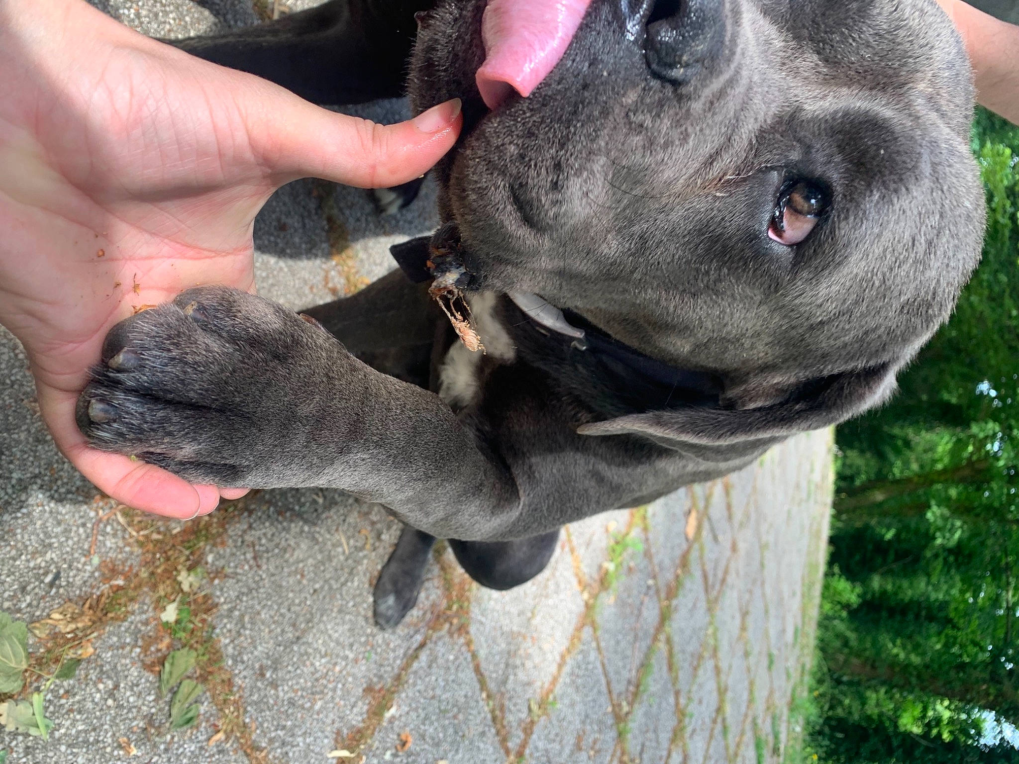 Riki participe au concours pour gagner de l'argent avec cette photo : canidae, carnivore, collar, companion_dog, dog, dog_breed, dog_collar, fawn, gesture, grass, guard_dog, nail, snout, soil, sporting_group, terrestrial_animal, thumb, tree, working_animal, working_dog