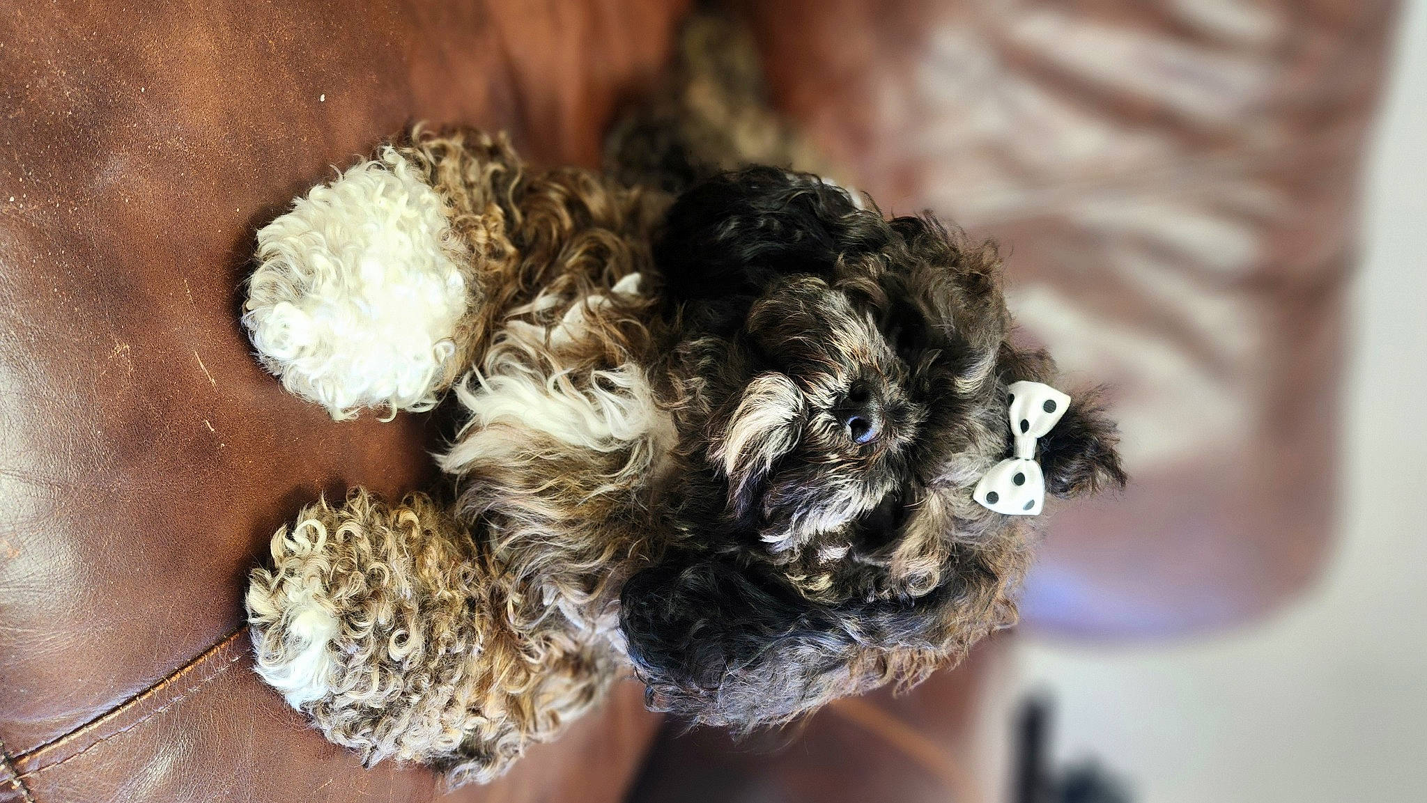 Chloe' is registered to the contest to win money with this photo: art, bird, bun, canidae, fashion_accessory, fashion_design, feather, fur, macro_photography, petal, plant, soil, still_life_photography, toy_dog, vegetable, wool