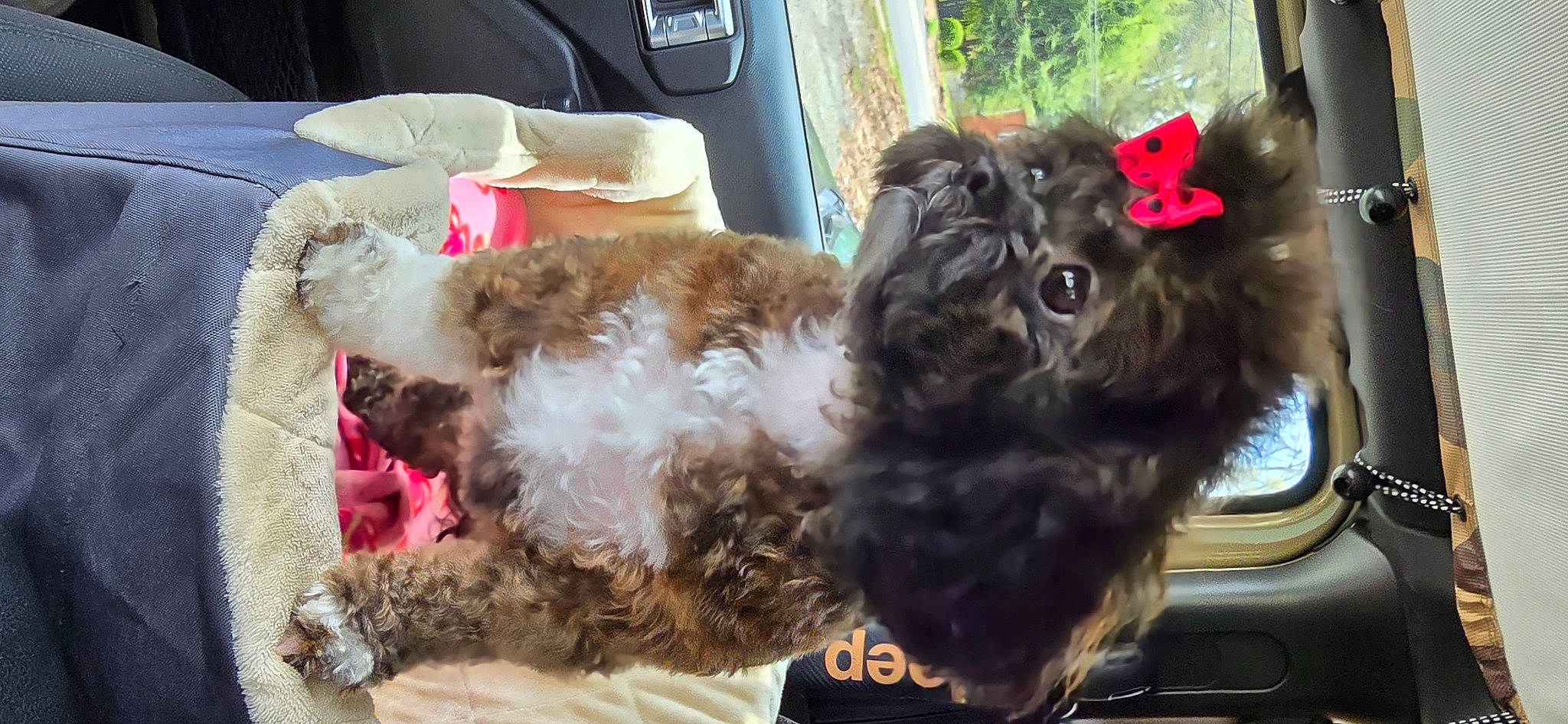 Chloe' is registered to the contest to win money with this photo: auto_part, automotive_exterior, canidae, carnivore, companion_dog, dog, dog_breed, fawn, felidae, fur, liver, snout, spaniel, sporting_group, tail, terrier, toy, toy_dog, whiskers, working_animal