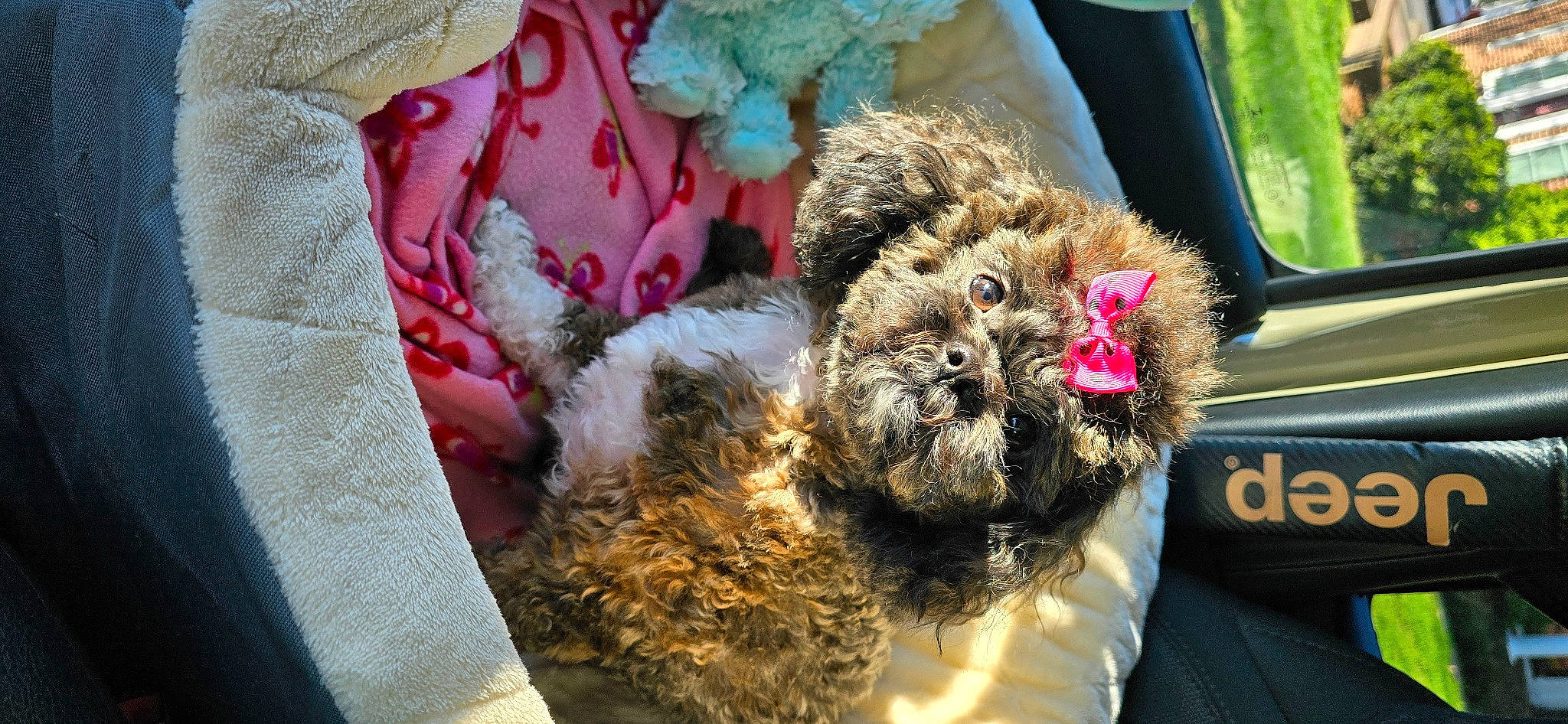 Chloe' is registered to the contest to win money with this photo: canidae, carnivore, companion_dog, dog, dog_breed, fawn, felidae, fur, labradoodle, linens, pattern, small_terrier, snout, sporting_group, stuffed_toy, teddy_bear, terrier, toy, toy_dog, working_animal