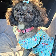 Chloe' is registered to the contest to win money with this photo: dog, poodle, pet, animal, car_interior, seat, clothing, bow, fluffy, black_dog, sunlight, cute, small_dog, portrait, fashion, accessory, seat_cover, indoors, looking_up, adorable