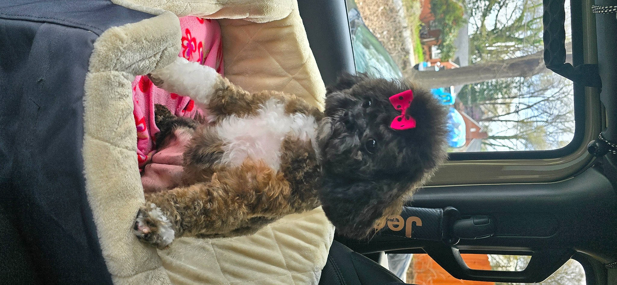 Chloe' is registered to the contest to win money with this photo: auto_part, automotive_exterior, automotive_window_part, canidae, carnivore, comfort, companion_dog, dog_breed, felidae, fur, gesture, small_to_medium_sized_cats, sporting_group, tail, terrier, textile, tree, window, windshield