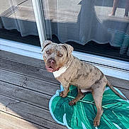 Vénom a rejoint le concours — aidez-le/la à gagner de superbes lots ! animal, blue_eyes, brown_dog, canine, curtain, dog, domestic, flooring, glass_door, home, leaf_mat, looking_up, outdoor, pet, portrait, reflection, shadow, sitting, sunlight, wooden_deck