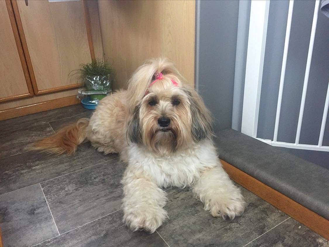 Happy a rejoint le concours — aidez-le/la à gagner de superbes lots ! canidae, carnivore, companion_dog, dog, dog_breed, dog_supply, flooring, fur, hardwood, houseplant, liver, maltepoo, plant, small_terrier, snout, sporting_group, terrier, toy_dog, wood, working_animal