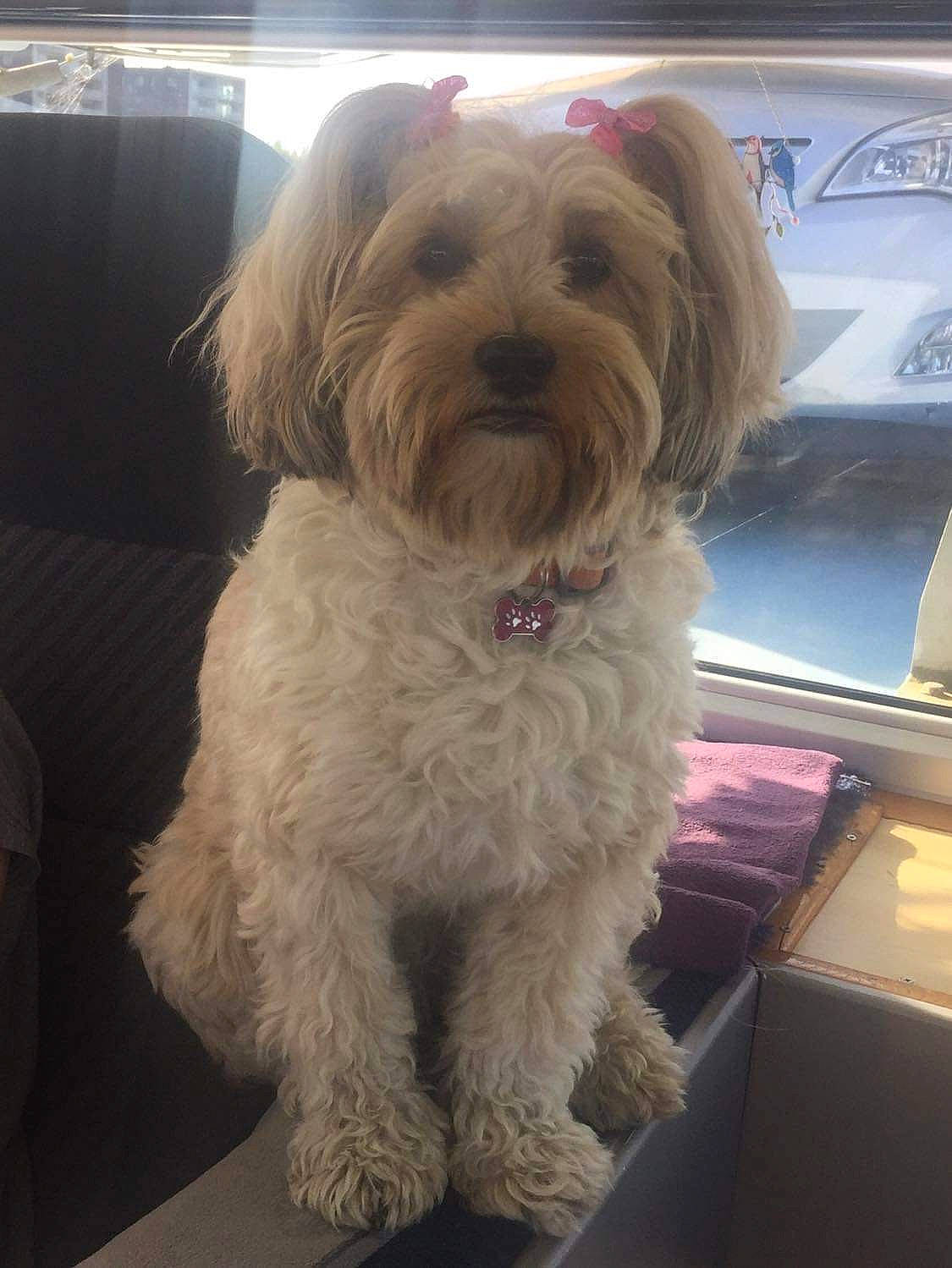 Happy participe au concours pour gagner de l'argent avec cette photo : canidae, carnivore, companion_dog, dog, dog_breed, fawn, fur, liver, maltepoo, non_sporting_group, poodle_crossbreed, small_terrier, snout, sporting_group, tail, terrestrial_animal, terrier, toy_dog, working_animal, yorkipoo