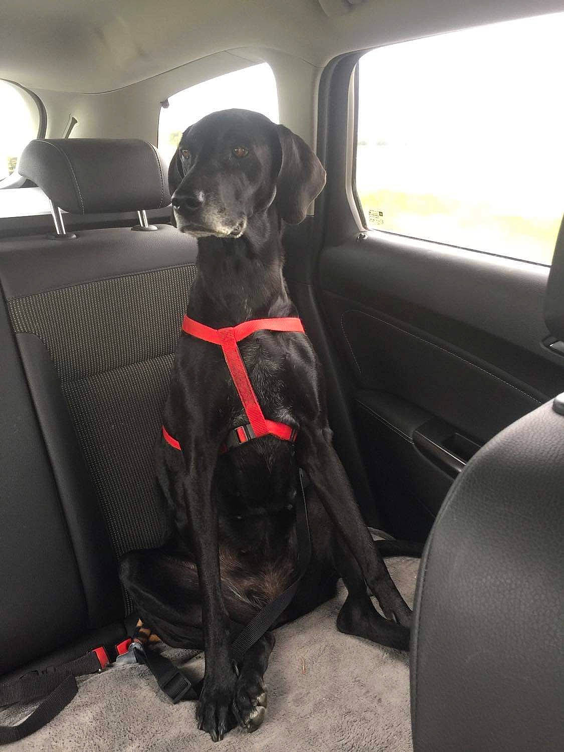 Malia a rejoint le concours — aidez-le/la à gagner de superbes lots ! auto_part, automotive_design, automotive_exterior, car, car_seat, car_seat_cover, carnivore, companion_dog, dog, dog_breed, dog_collar, family_car, gun_dog, luxury_vehicle, motor_vehicle, snout, sporting_group, vehicle, vehicle_door, window