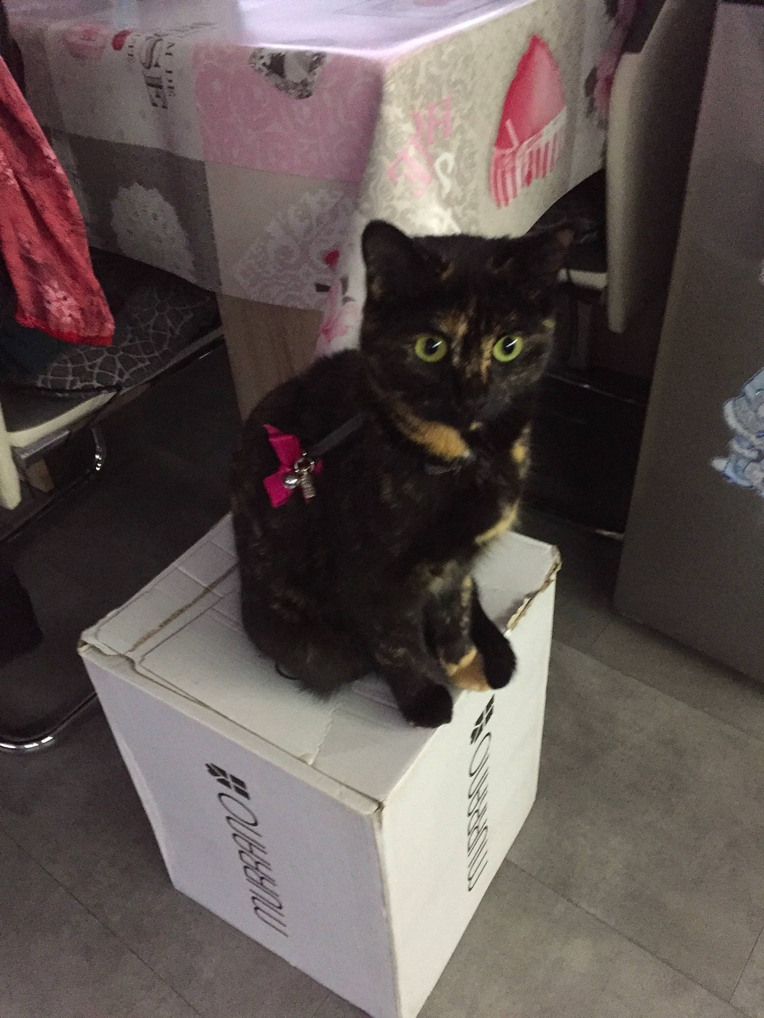 Chouquette a rejoint le concours — aidez-le/la à gagner de superbes lots ! bag, box, cardboard, carnivore, carton, cat, domestic_short_haired_cat, eyewear, felidae, font, fur, glasses, packaging_and_labeling, packing_materials, paper, paper_product, room, shipping_box, small_to_medium_sized_cats, whiskers