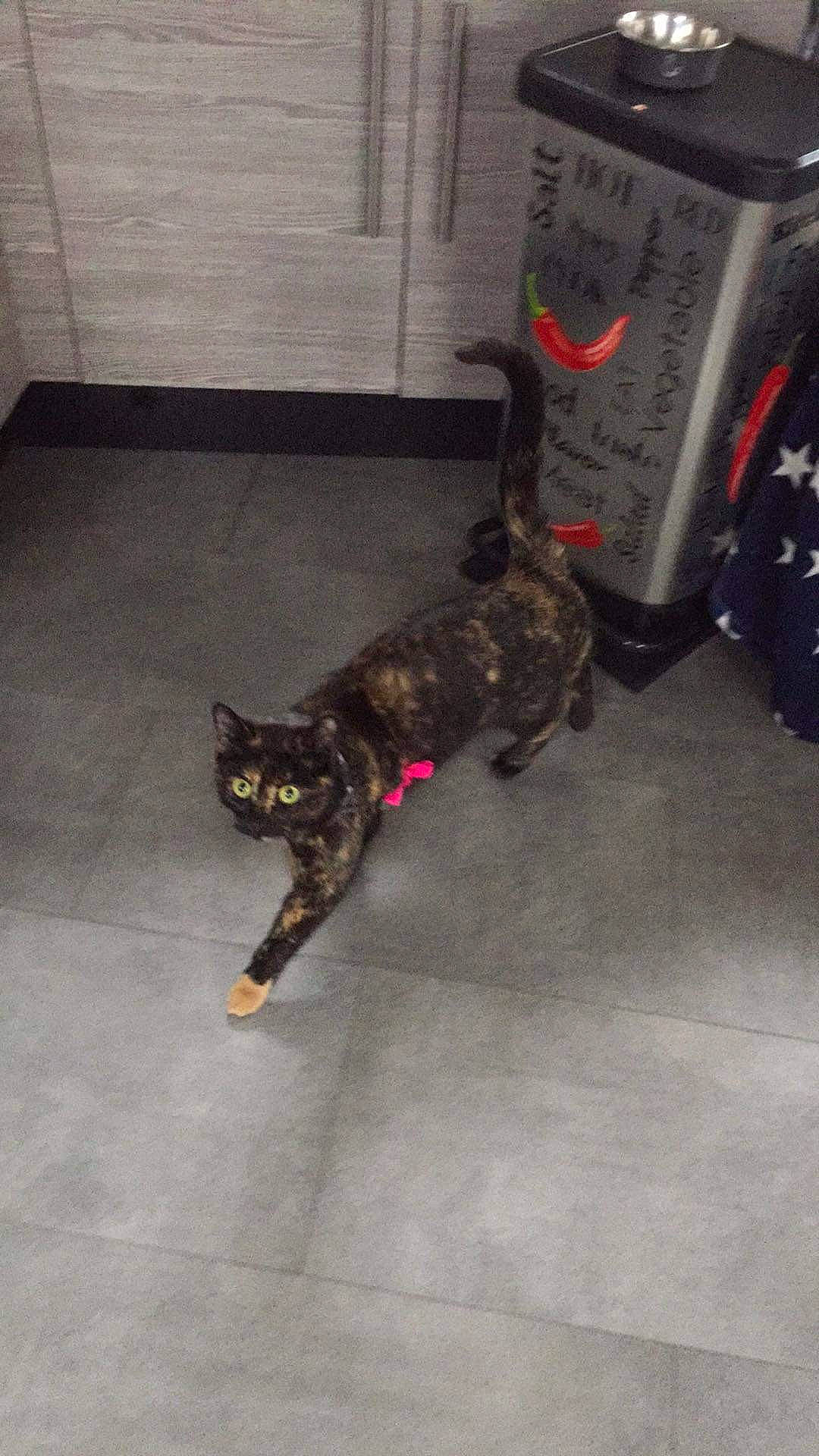 Chouquette participe au concours pour gagner de l'argent avec cette photo : automotive_tire, black_cat, canidae, carnivore, cat, dog_breed, domestic_short_haired_cat, felidae, floor, flooring, fur, grey, hardwood, paw, road_surface, small_to_medium_sized_cats, snout, tail, whiskers, wood