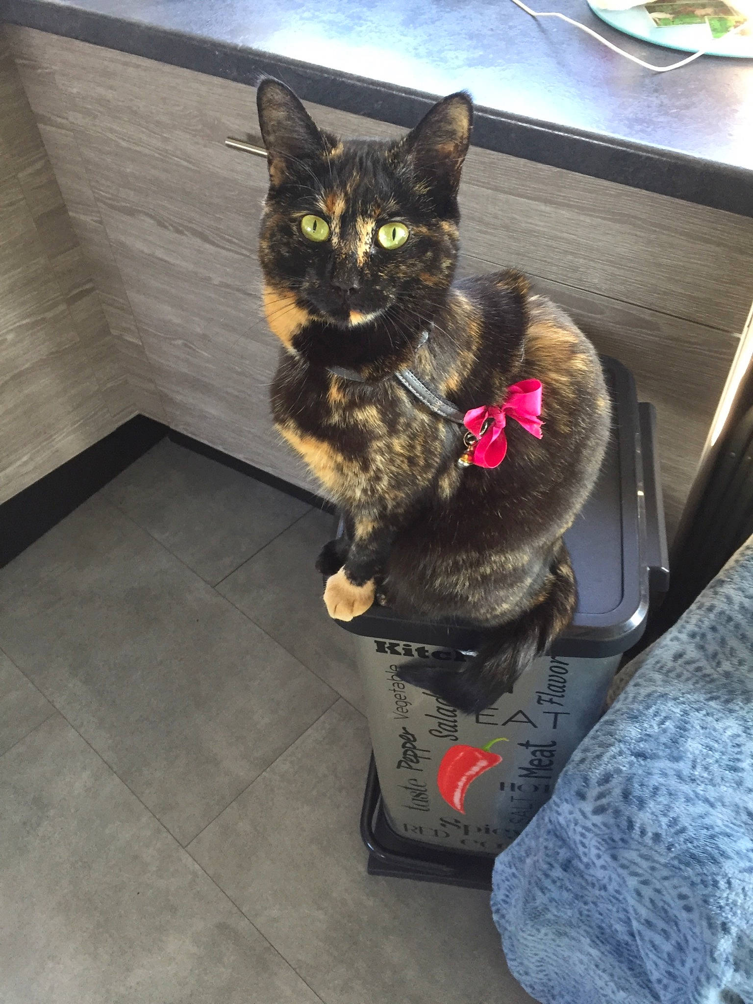 Chouquette participe au concours pour gagner de l'argent avec cette photo : black_cat, canidae, carnivore, cat, claw, comfort, dog_breed, domestic_short_haired_cat, felidae, floor, flooring, foot, fur, houseplant, mammal, paw, sitting, small_to_medium_sized_cats, tail, whiskers