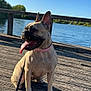 Tess participe au concours pour gagner de l'argent avec cette photo : dog, french_bulldog, outdoor, lake, dock, wooden, sunny, blue_sky, leash, pet, animal, happy, tongue_out, collar, nature, water, summer, canine, sitting, daytime