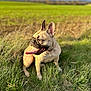 Tess participe au concours pour gagner de l'argent avec cette photo : dog, french_bulldog, grass, outdoor, tongue_out, sunlight, pet, animal, nature, field, happy, canine, mammal, sitting, ears, collar, daylight, portrait, greenery, blurred_background