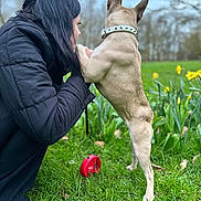 Tess participe au concours pour gagner de l'argent avec cette photo : person, dog, grass, outdoor, nature, collar, flower, yellow_flower, jacket, shoe, pet, animal, leash, greenery, crouching, interaction, spring, canine, garden, daytime