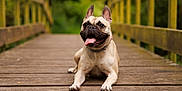 Tess a rejoint le concours — aidez-le/la à gagner de superbes lots ! dog, french_bulldog, bridge, wooden, tongue_out, happy, pet, animal, outdoor, nature, greenery, relaxed, canine, mammal, portrait, summer, daylight, cute, playful, friendly