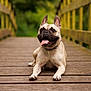 dog, french_bulldog, bridge, wooden, tongue_out, happy, pet, animal, outdoor, nature, greenery, relaxed, canine, mammal, portrait, summer, daylight, cute, playful, friendly