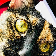 Spoon is registered to the contest to win money with this photo: alert, animal, cat, close_up, closeup, curious, eye, face, feline, fur, indoor, macro, mammal, nature, nose, pet, portrait, tortoiseshell, whiskers, yellow_eye