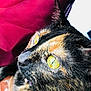 Spoon is registered to the contest to win money with this photo: alert, animal, cat, close_up, closeup, colorful_fur, curious, domestic_cat, ears, feline, fur, indoor, pet, portrait, red_background, side_view, soft_light, tortoiseshell, whiskers, yellow_eyes