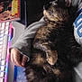 Spoon joined the competition — help win amazing prizes! book, casual_clothing, cat, colorful_lights, companion, computer_keyboard, cozy, curious, dark_background, fur, gaming, human_hand, indoor, lap, manga, pet, relaxed, resting, technology, tortoiseshell