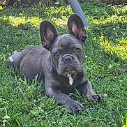 Becky a rejoint le concours — aidez-le/la à gagner de superbes lots ! adorable, animal, canine, cute, daylight, dog, ears, french_bulldog, fur, grass, greenery, laying_down, mammal, nature, outdoor, pet, puppy, sunlight, yard, young
