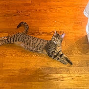 Nina participe au concours pour gagner de l'argent avec cette photo : animal, cat, cozy, cute, domestic, ears, feline, floor, home, indoor, laying, paws, pet, relaxed, resting, striped, tabby, tail, whiskers, wooden_floor