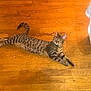animal, cat, cozy, cute, domestic, ears, feline, floor, home, indoor, laying, paws, pet, relaxed, resting, striped, tabby, tail, whiskers, wooden_floor