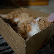 Prince joined the competition — help win amazing prizes! cat, orange_cat, cardboard_box, indoor, relaxed, pet, feline, cozy, fur, whiskers, animal, sleepy, home, blurred_background, soft_light, resting, close_up, domestic_cat, cute, comfortable