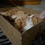 cat, orange_cat, cardboard_box, indoor, relaxed, pet, feline, cozy, fur, whiskers, animal, sleepy, home, blurred_background, soft_light, resting, close_up, domestic_cat, cute, comfortable