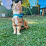 cat, ginger_cat, harness, grass, outdoor, backyard, pet, animal, curious, sitting, greenery, laundry, fence, daylight, nature, fur, whiskers, ears, eyes, focus