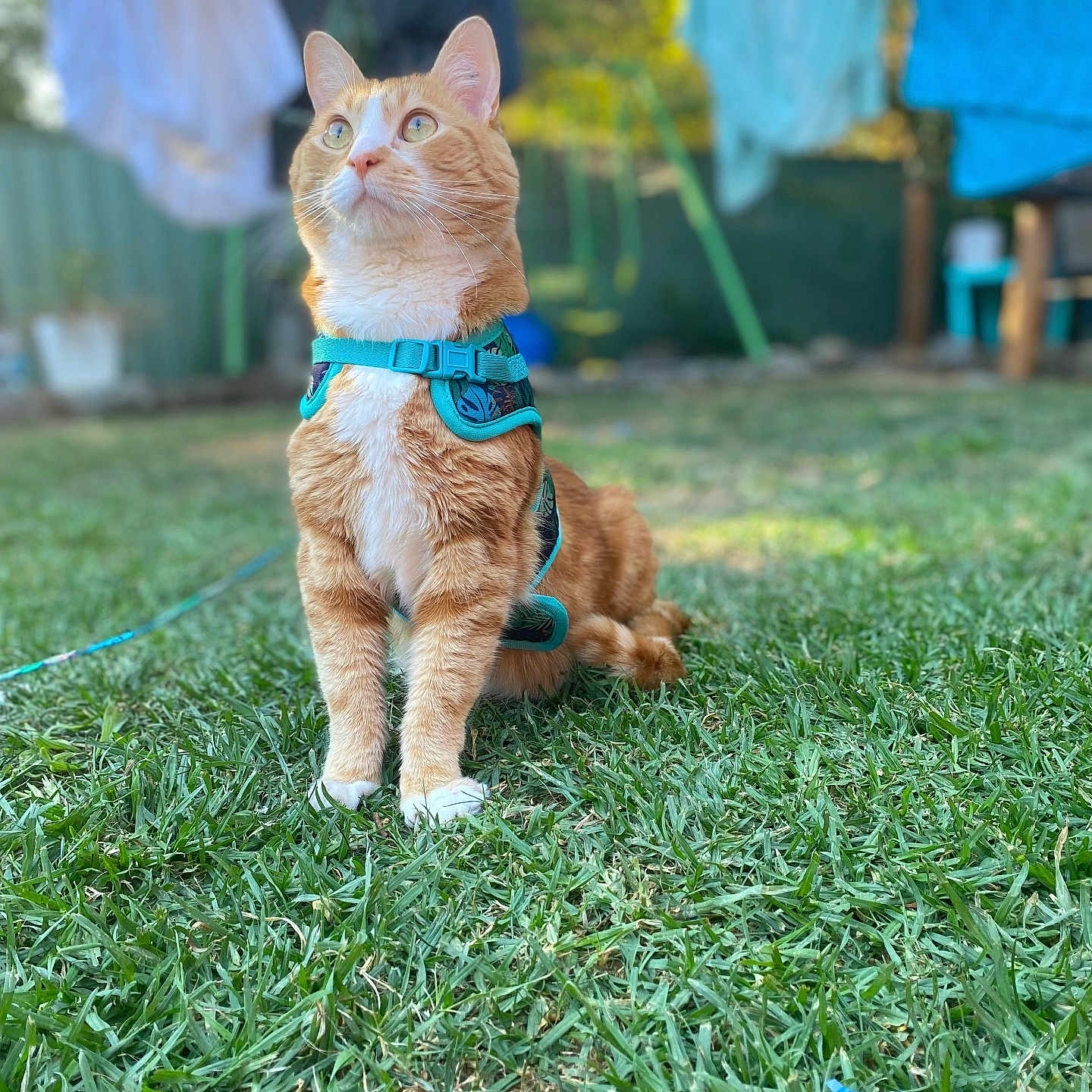 Prince is registered to the contest to win money with this photo: animal, backyard, cat, curious, daylight, ears, eyes, fence, focus, fur, ginger_cat, grass, greenery, harness, laundry, nature, outdoor, pet, sitting, whiskers