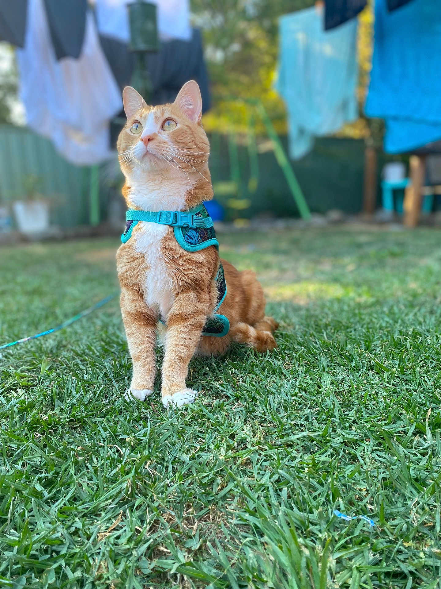 Prince is registered to the contest to win money with this photo: cat, ginger_cat, harness, grass, outdoor, backyard, pet, animal, curious, sitting, greenery, laundry, fence, daylight, nature, fur, whiskers, ears, eyes, focus