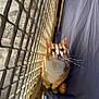 Prince is registered to the contest to win money with this photo: cat, orange_cat, white_cat, feline, pet, sunlight, shadow, mesh_fence, outdoor, curious, whiskers, ears, fur, animal, looking_up, blue_fabric, daylight, closeup, portrait, sitting