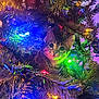 animal, blue, cat, christmas_lights, christmas_tree, colorful, curious, cute, decorations, festive, green, holiday, indoor, kitten, ornament, pet, pine_needles, red, tabby, yellow